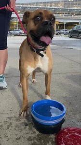 10K views · 1.3K reactions | Welcome Roxy! This sweet dog friendly Boxer has arrived from Turkey. Fostered in NYC she’s doing great. Roxy is calm and walks well on leash. She settled into her foster with ease.  | Adopt a Boxer Rescue | Facebook