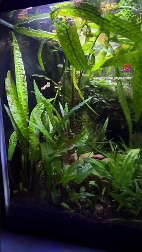 Swapped the Cryptocoryne wendtii ‘green gecko’ for a Crypt. nurii I picked up at SAKE!