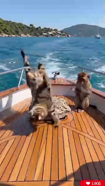 Chat Drole - Gato, Funny Cat Video