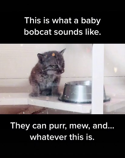 Baby bobcat sounds. #wildliferescue #bobkitten #bobcat | bobcat