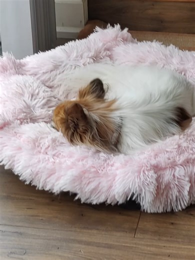 🎥 Yes, I will always be the girl who talks to dogs. 🐶💬 It’s not weird… it’s a love language. #DogLover #RelatableHumor #WritersLife #CozyVibes #AuthorLife #DogMomEnergy #FunnyVideo #papillondog