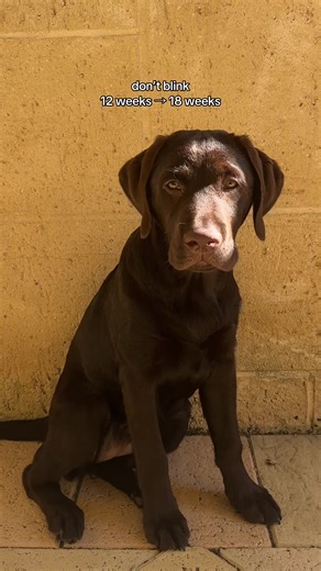From Puppy to Grown-Up: A Chocolate Lab's Journey