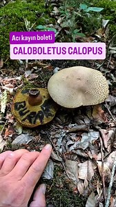CALOBOLETUS CALOPUS - Acı kayın boleti yada pis bolet gibi isimlerle anilir, Tüketilmez acı bir tada sahiptir 🤮🤮 Morfolojik özellikleri; Şapka: 5–15 cm çapında, başlangıçta yarım küre, olgunlaştıkça yassılaşır. Rengi gri-kahverengiden zeytinimsi kahverengiye değişir. Yüzeyi pürüzsüzdür. Tüpler: Başlangıçta sarı, yaşlandıkça zeytin sarısına döner. Basınca maviye döner. Gözenekler: Küçük ve sarı, dokunulduğunda hızla maviye döner. Sap: Oldukça kalın, genellikle alt kısmı kırmızı, üst kısmı sarım