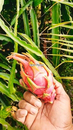 Dragon Fruit flower care and Fruit harvesting