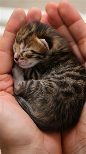 The Cutest Tiny Kittens You’ll Ever See!