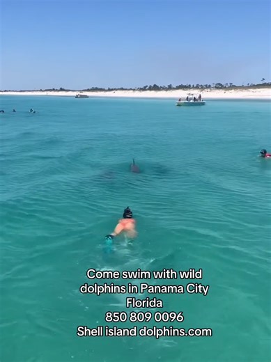 another amazing dolphin swim in PCB! come see us! book now and ask us how to save. #springbreak #florida #fyp #nature #reels