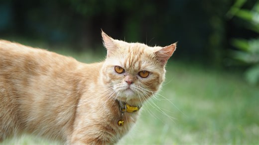 Instagram artist captures cats' hilariously undignified moments