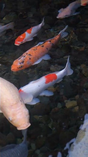 Beautiful Fish Nature Relaxation Scene 🐟🌿