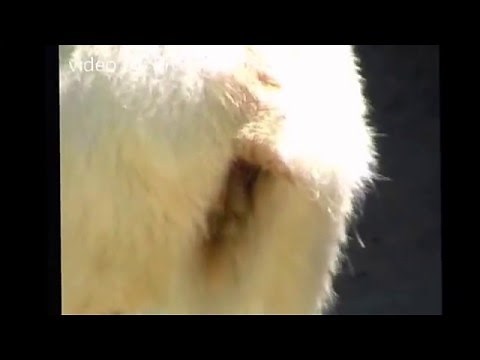 Polar Bear Poops
