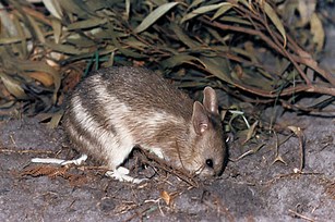 The Long-Nosed Bandicoot