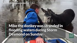 Happy Donkey Saved From Storm Desmond Floods