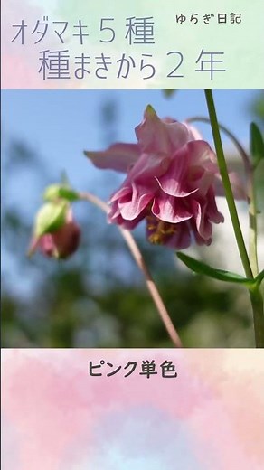 種蒔き初心者向き