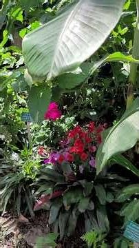 Blue Morpho butterflies flying