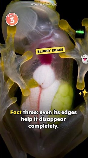 The Frog You Can See Straight Through (Glass Frog Facts)