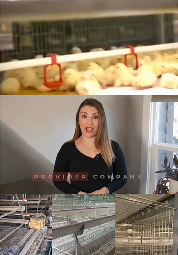 Leading Poultry Services in West Africa for Farmers