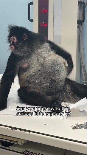Nadia's Quick Recovery: A Veterinary Success Story
