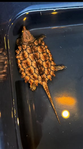 golden supershell 🥳 กระดองสีเหลืองทอง 🥰 #เต่าอัลลิเกเตอร์ #เต่าสายโหด #snappingturtle #สัตว์แปลก #Exotic