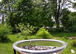 1.4K views · 138 reactions | American Robins can usually be seen foraging on lawns and pulling earthworms out of the ground. When they have babies, however, they welcome an easy meal from a feeding station too. Setup: Ostdrossel. #birds #AmericanRobin #Robins #wildlife #nature #birdphotography | Birdsy | Facebook