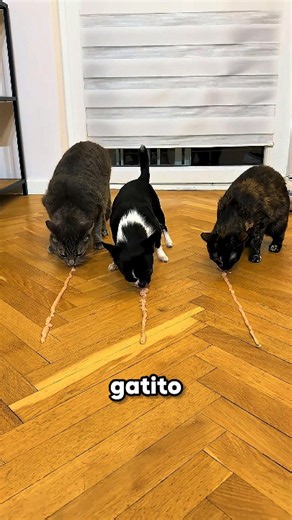 ¿Quién Ganará La Competencia De Comida? 😳