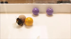 Researchers observed bumble bees rolling wooden balls for seemingly no other reason than fun. bit.ly/3NbfApI | Scientific American