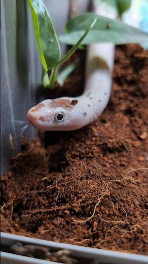 She's the cutest Palmetto corn snake 🤩 #cornsnake #snake #palmetto #terrarium #reptiles #cute #spot