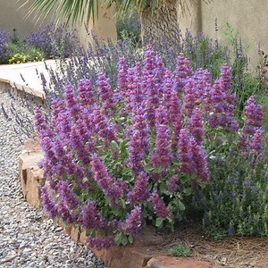 Blue Flame Giant Purple Sage, Salvia pachyphylla Blue Flame | High Country Gardens