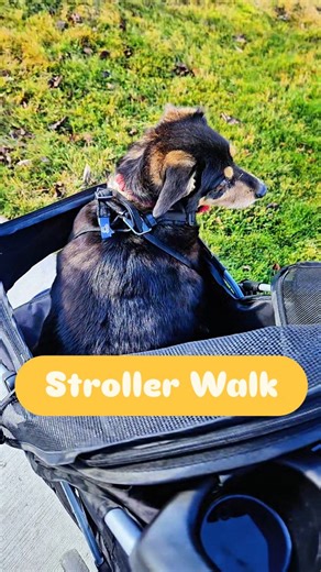 4 comments | This was my first time taking a dog for a walk in a stroller and it was super cute!! Gus is such a sweetheart  #dogs #dogsofinstagram #dogwalk #seniordog #dogstroller | The Mindful Sitter | Facebook
