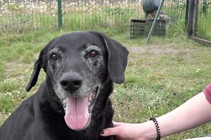 Goya, chien croisé labrador est à adopter à l'APA du Puy-de-Dôme