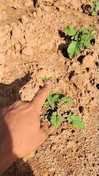 🌱 Planting the Soil Cover Mix in our vineyard 🍇