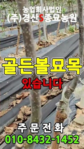 #골든볼 #골드볼 #사과나무 #사과묘목 #경산에스종묘농원 #경산에스농원