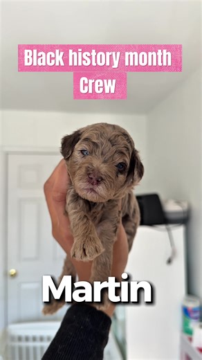 Exploring Cute Doodle Dog Breeds