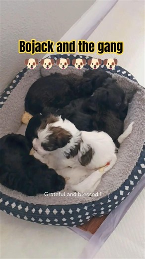 Bojack and his 5 siblings cuddled up 🐶😎 #bojack