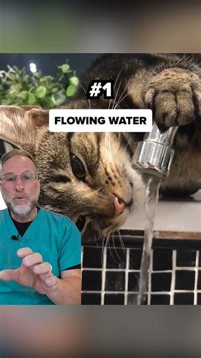Is your cat’s "water bowl dance" actually a warning sign? 😿 | KittySpout