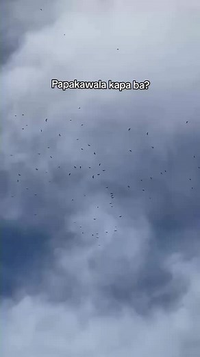 Pigeon Racing Challenges: Overcoming Competition