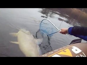 Huge Wisconsin River Buffalo Carp In a Tiny Boat LyubakaVideo