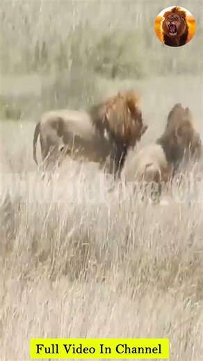 Outnumbered! Lone Lion Attacked by 4 Rivals | Savage Wildlife Fight| Maasai Mara |