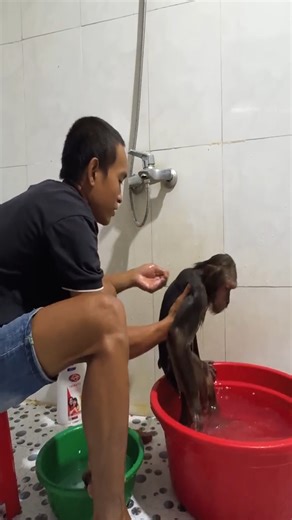CUTIS & Baby monkey funny do special thing that makes Dad shy 😂 #Cutis #cutemonkey #reel | Monkeys Clip