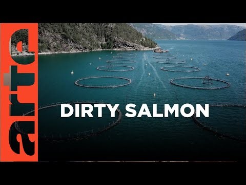 The Dark Underbelly of European Salmon | ARTE.tv Documentary