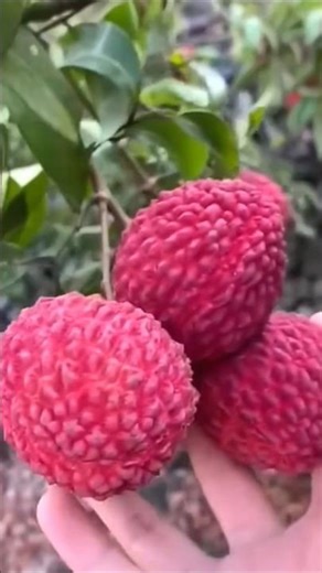 लीची की खेती कैसे करें # lichi pharming# farming tools # short & short # viral short