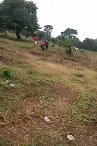 1.2M views · 2.2K reactions | #EID SACRIFICE. COW BOY IN ACTION. ONE ROPE CATCHS TWO COW. PROFESSIONAL COW BOY. | Peace Dawah Media | Facebook