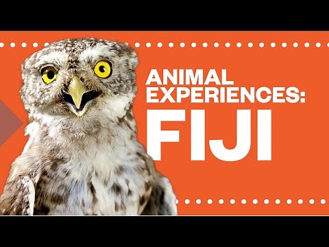 Animal Experiences: Fiji