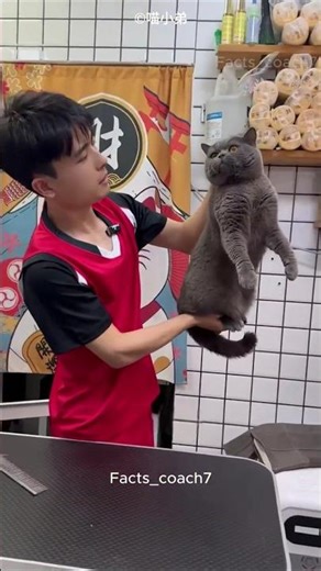 Angry Cat Gets a Parlour Gift