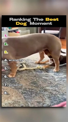 ranking best dog moments #usa