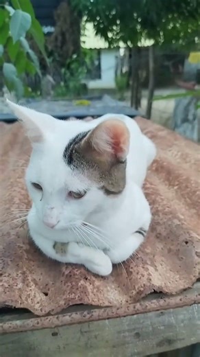 ¡Sali a darle Comida a unos animalitos y salí volando en la moto 🏍️ 😔! #dog #dogs #animals