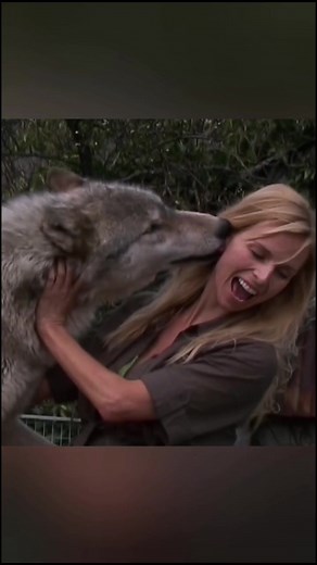 HUGE WOLF.. My first encounter with a wolf over 20 years ago ❤️ #wolf #wolves #wolfgirl #wildlife #wildlifefilm #wildlifephotography #kiss #animal