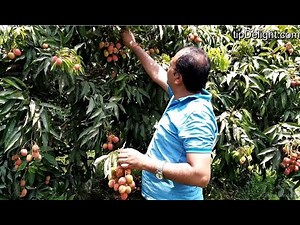 Litchi or lichi ( लिंची ) fruit farming , Know all about litchi fruit gardening.