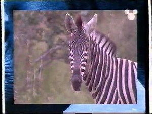 Disney Channel UK continuity Sunday 21st November 1999