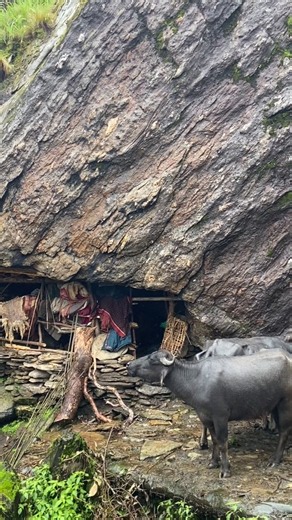 Traditional Buffalo Farming in a Remote Himalayan Cave Village Rainy Mountain Life & Ancient Living