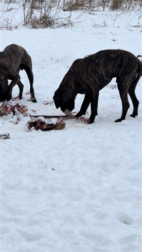 Guardian Dogs: 11 Country Mountain Mastiffs in Snow