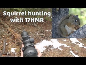 Squirrel hunting with 17 hmr!!